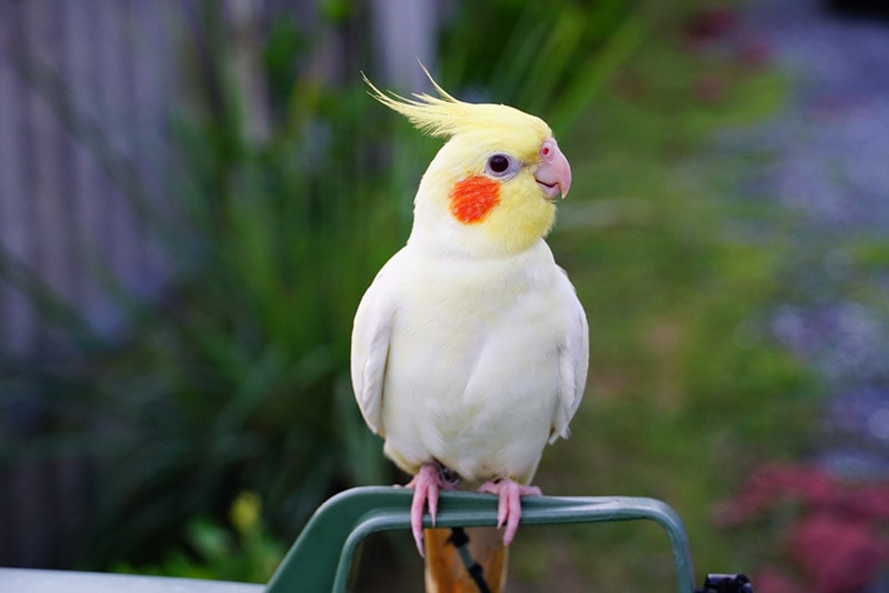 cockatiel bird